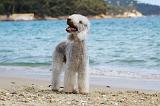 BEDLINGTON TERRIER 055